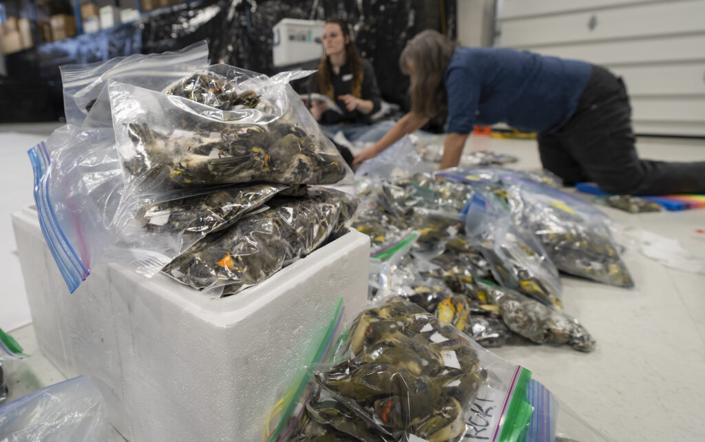 Image is of volunteers working on FLAP Canada’s annual dead bird layout.