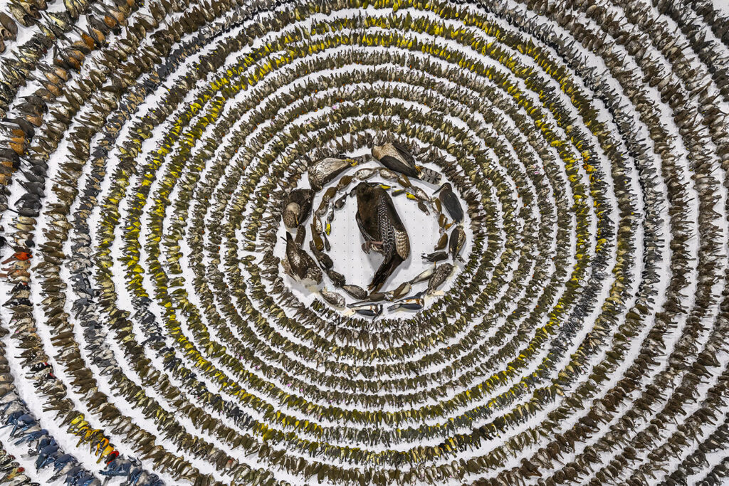 When Worlds Collide, by Patricia Homonylo, Bird Photographer of the Year 2024, presenting FLAP Canada’s annual dead bird layout of building collision victims.
