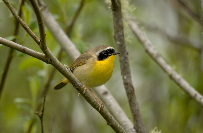 Sometimes known as the “yellow bandit” for its Zorro-like mask, the Common Yellowthroat (Geothlypis trichas), is a nocturnal migrant
